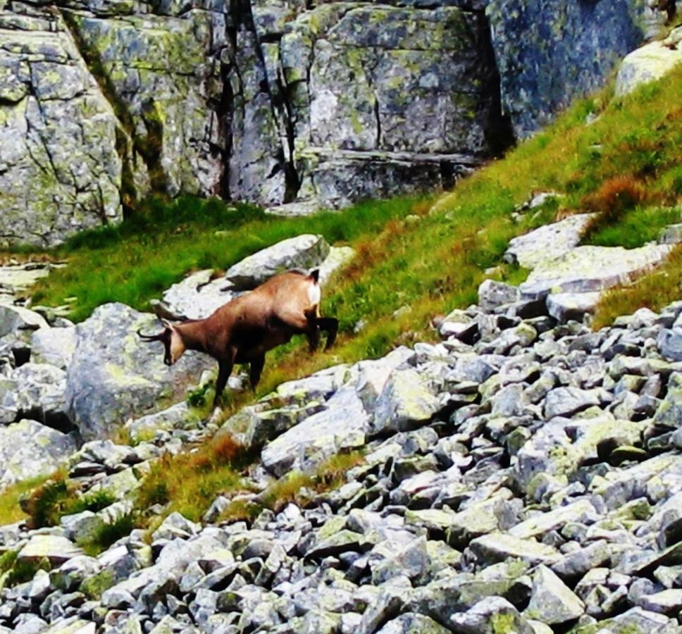Penzion Alfa Tatry Stara Lesna Ngoại thất bức ảnh